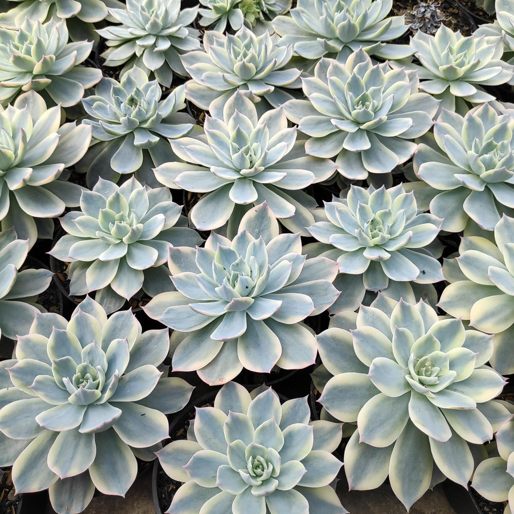 223. Echeveria Subsessilis Variegated - Image 6