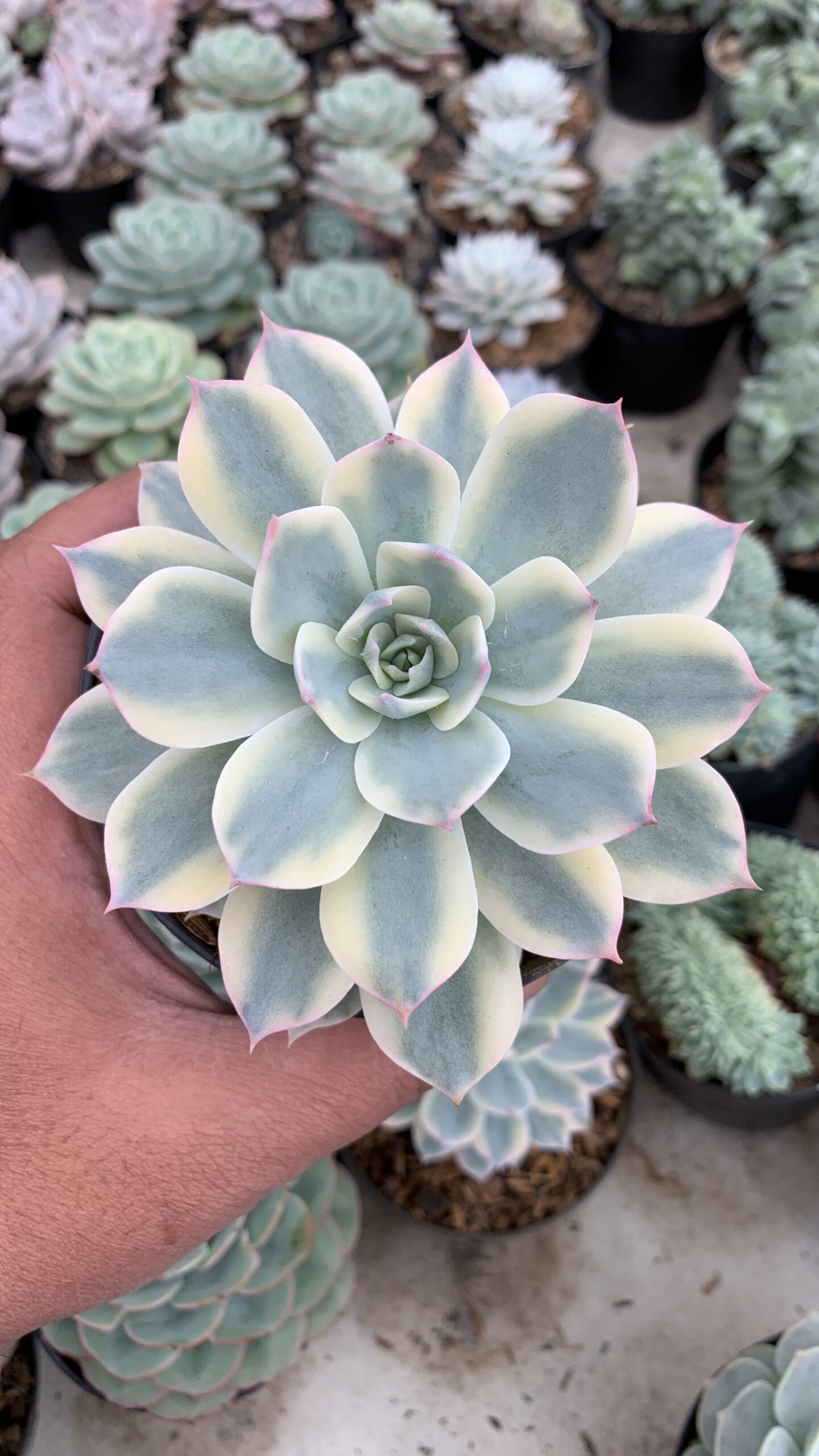 223. Echeveria Subsessilis Variegated - Image 2
