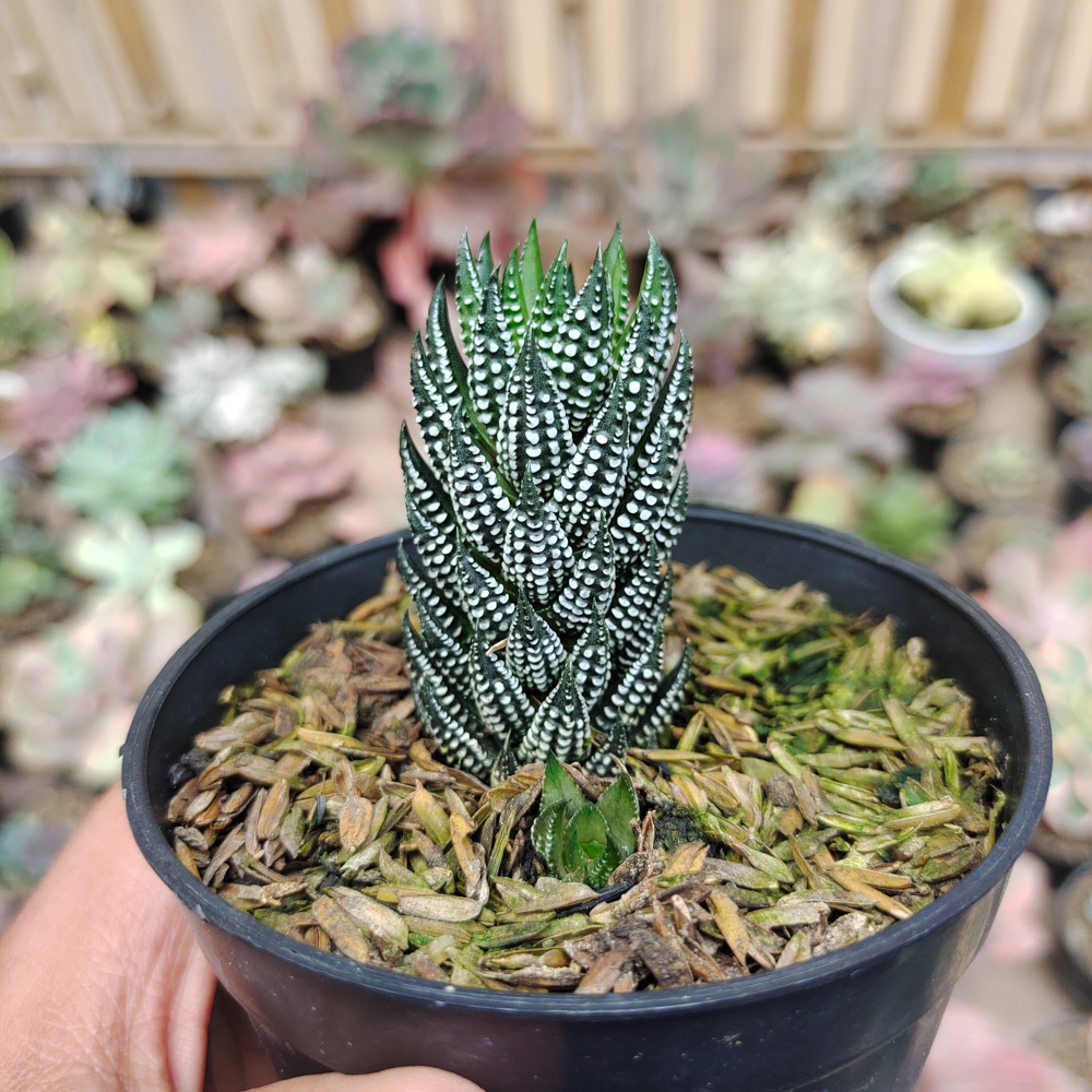 226. Haworthia Reinwardtii Kaffirdriftensis - Image 4