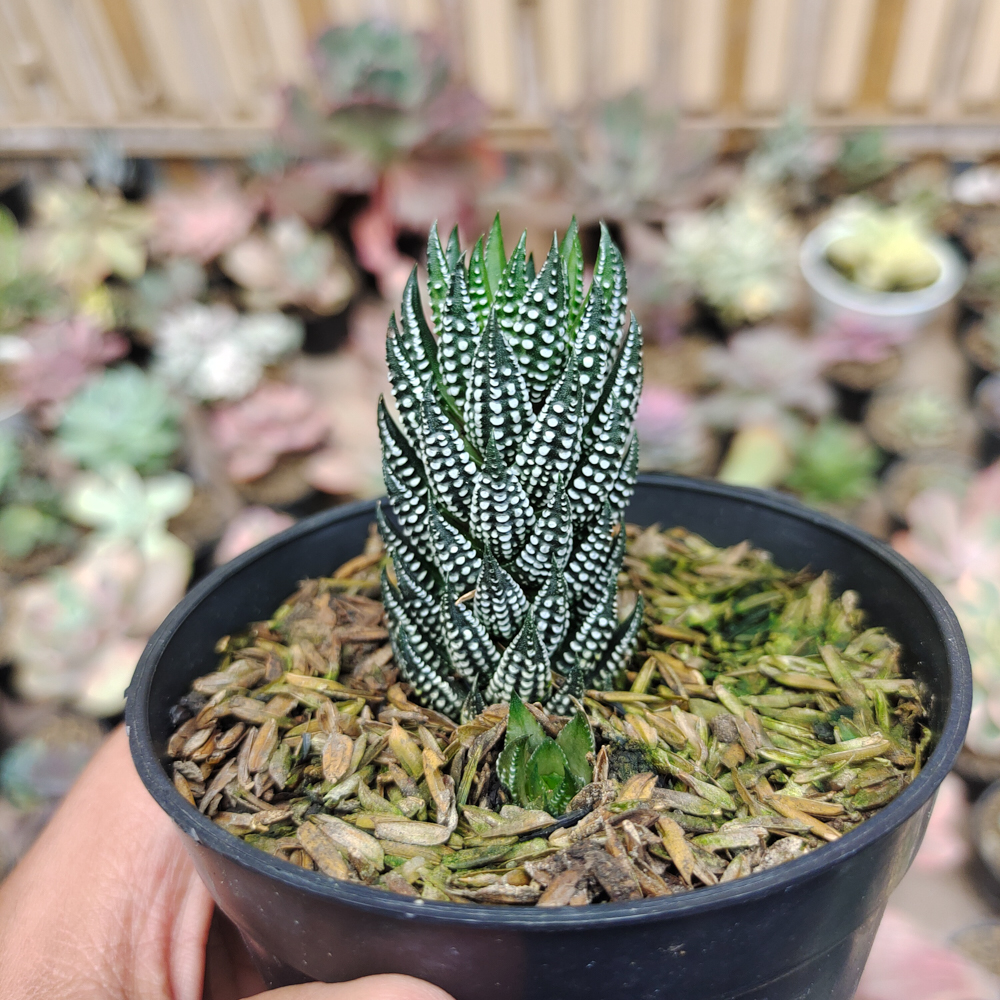 226. Haworthia Reinwardtii Kaffirdriftensis - Image 5