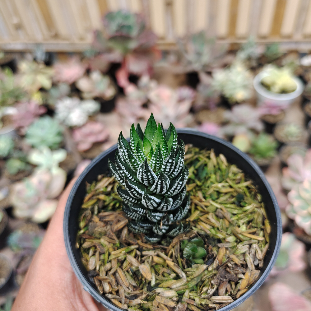 226. Haworthia Reinwardtii Kaffirdriftensis - Image 2