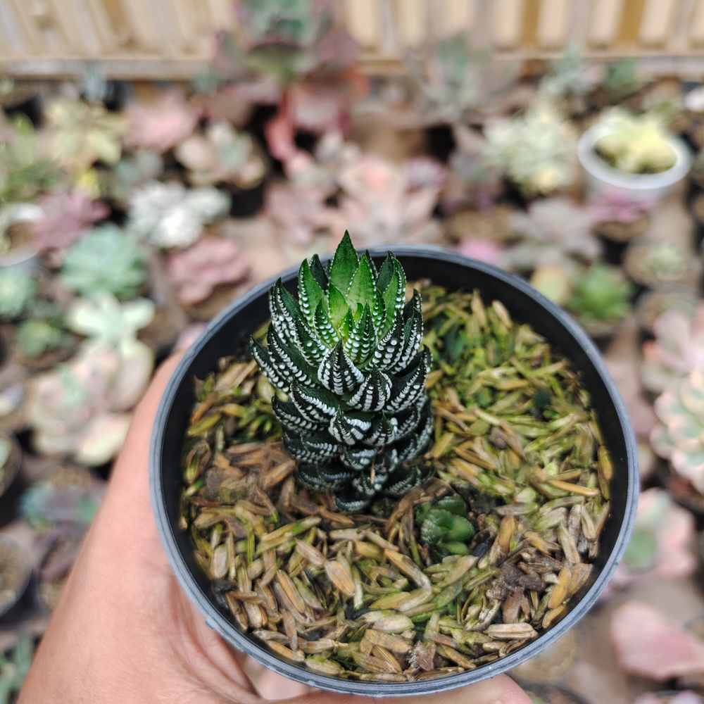 226. Haworthia Reinwardtii Kaffirdriftensis - Image 6