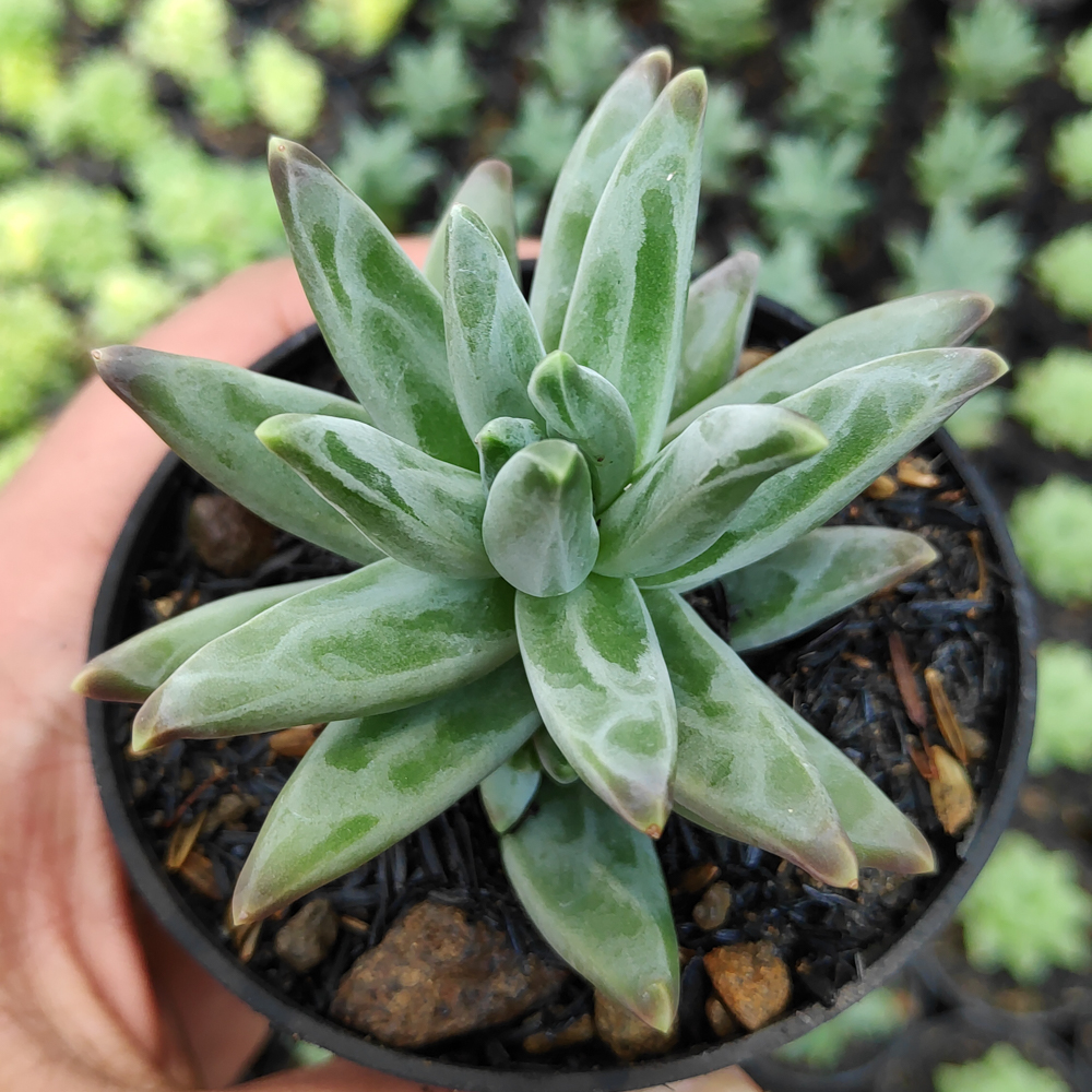 229. Pachyveria Glauca 'Little Jewel' - Image 4