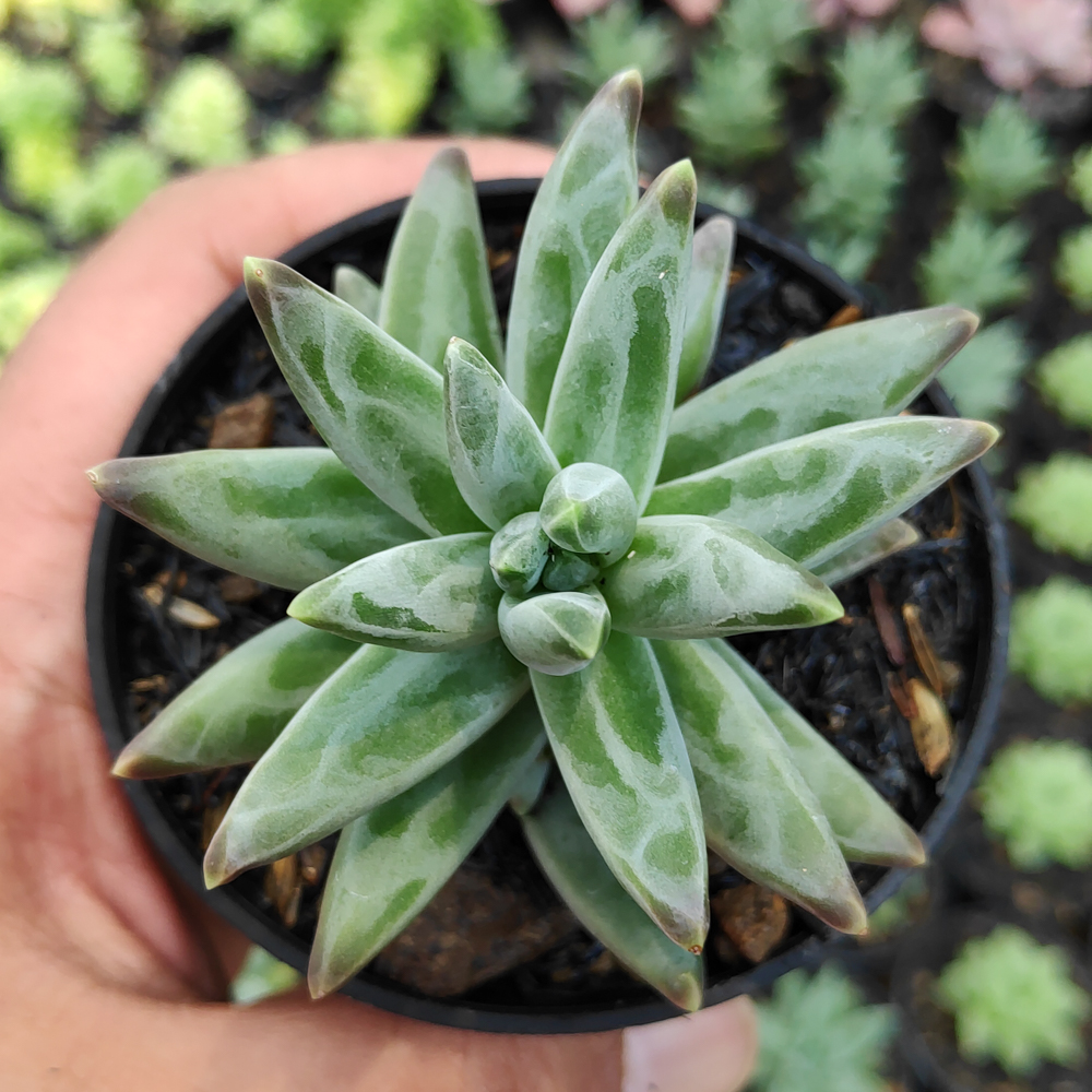 229. Pachyveria Glauca 'Little Jewel' - Image 6