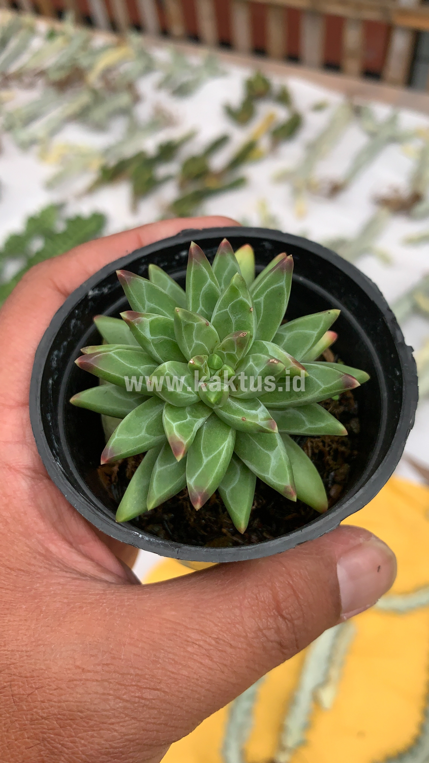229. Pachyveria Glauca 'Little Jewel' - Image 9