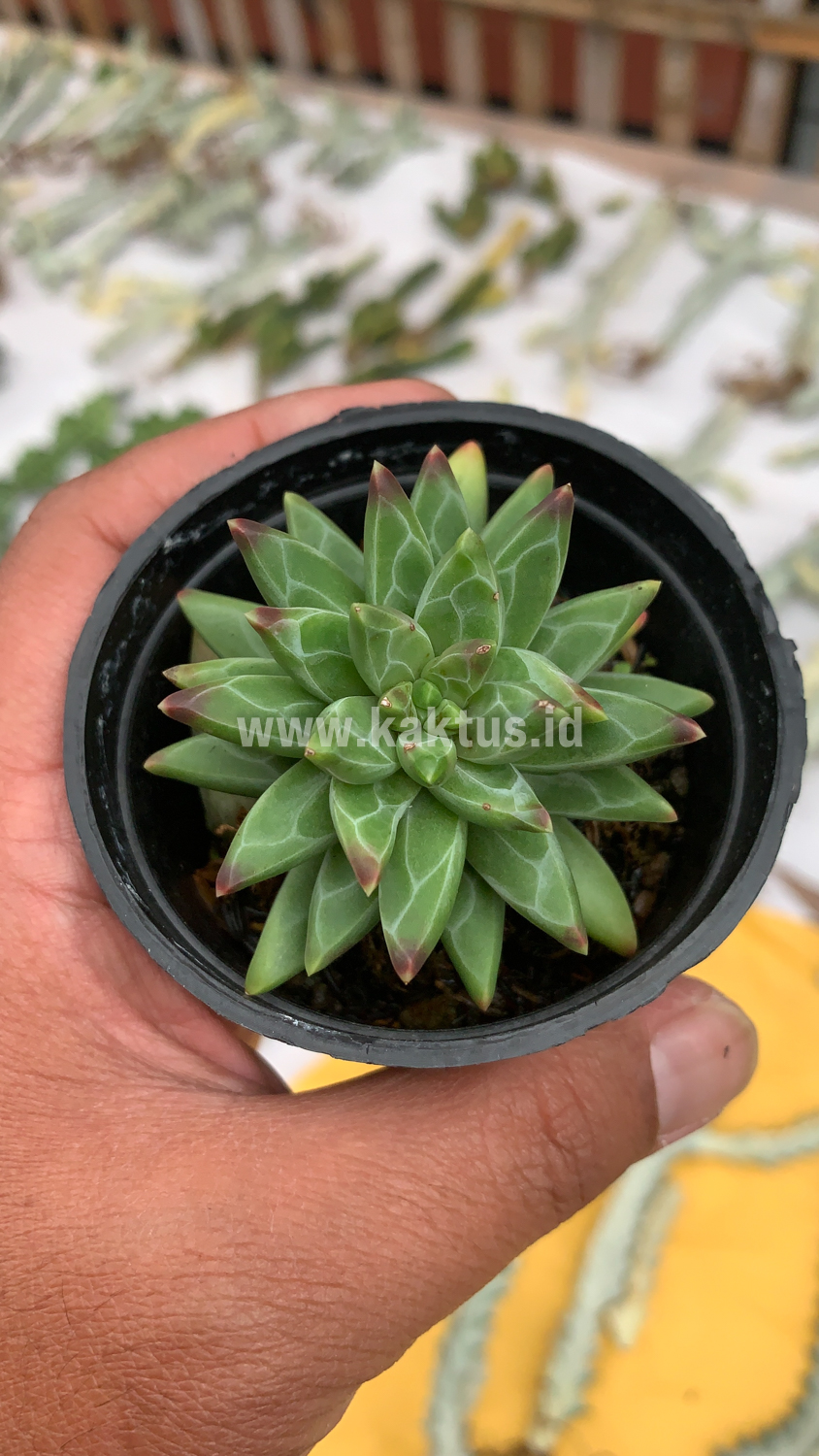 229. Pachyveria Glauca 'Little Jewel' - Image 8