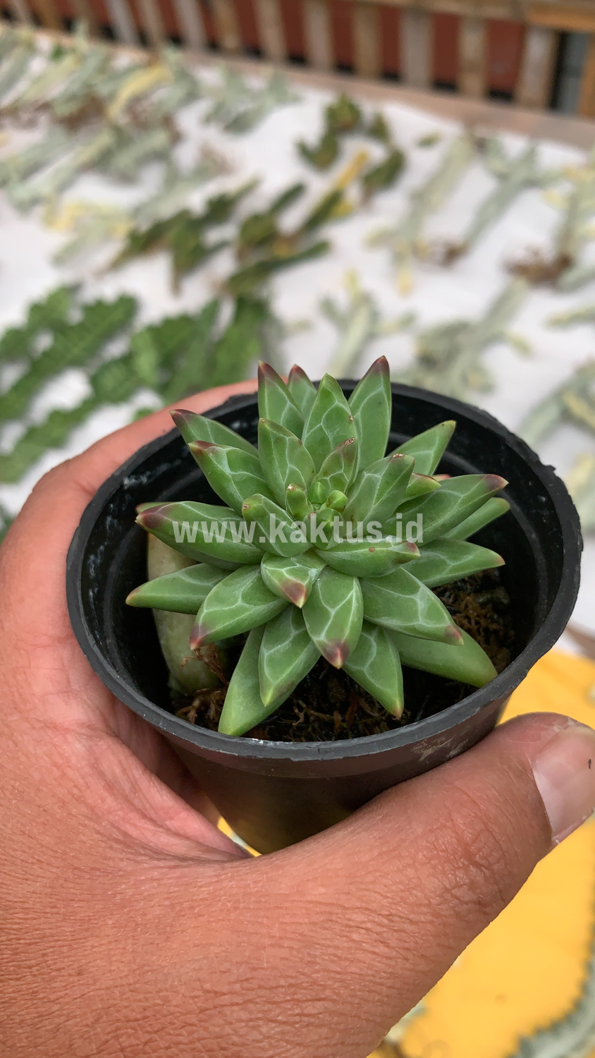 229. Pachyveria Glauca 'Little Jewel' - Image 7
