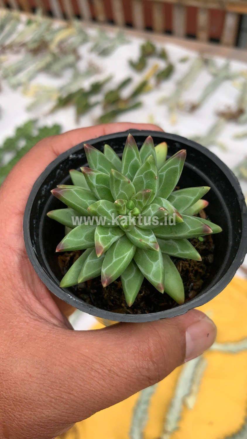 229. Pachyveria Glauca 'Little Jewel' - Image 5