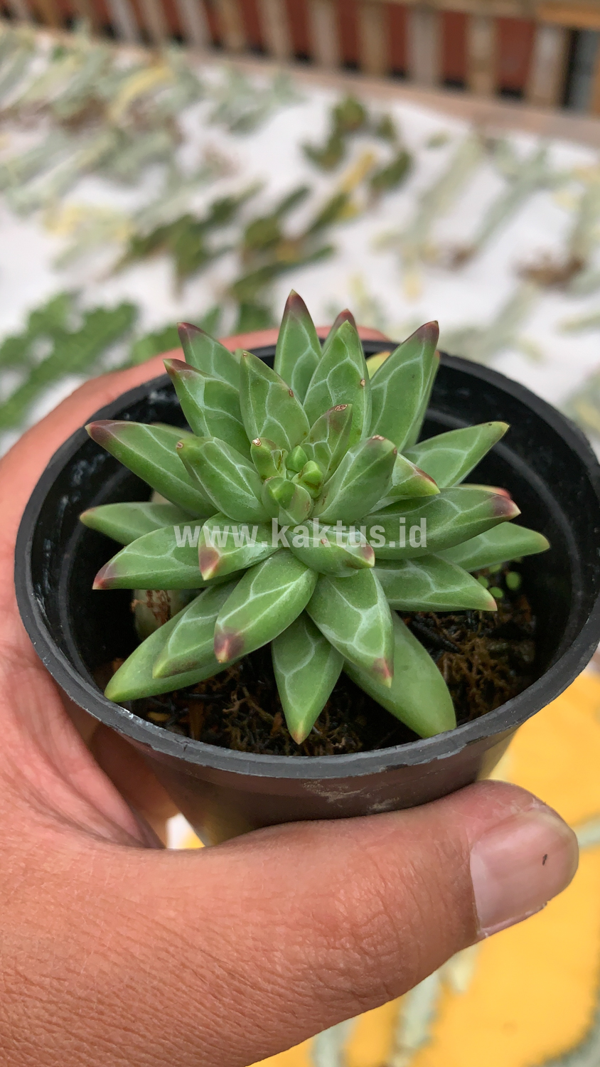 229. Pachyveria Glauca 'Little Jewel' - Image 2