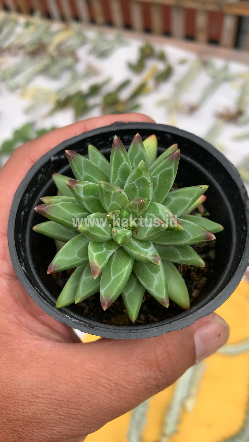 229. Pachyveria Glauca 'Little Jewel' - Image 3