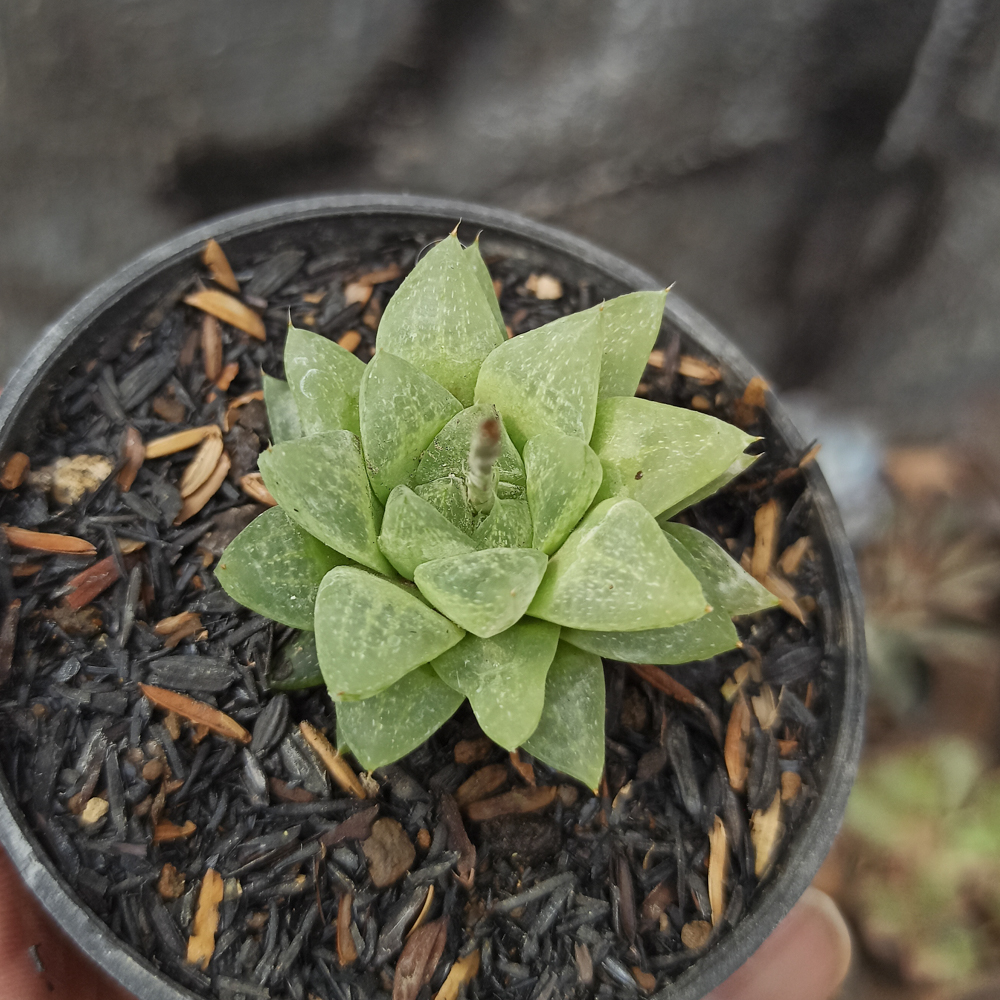 230. Haworthia Reticulata Var. Hurlingii - Image 6