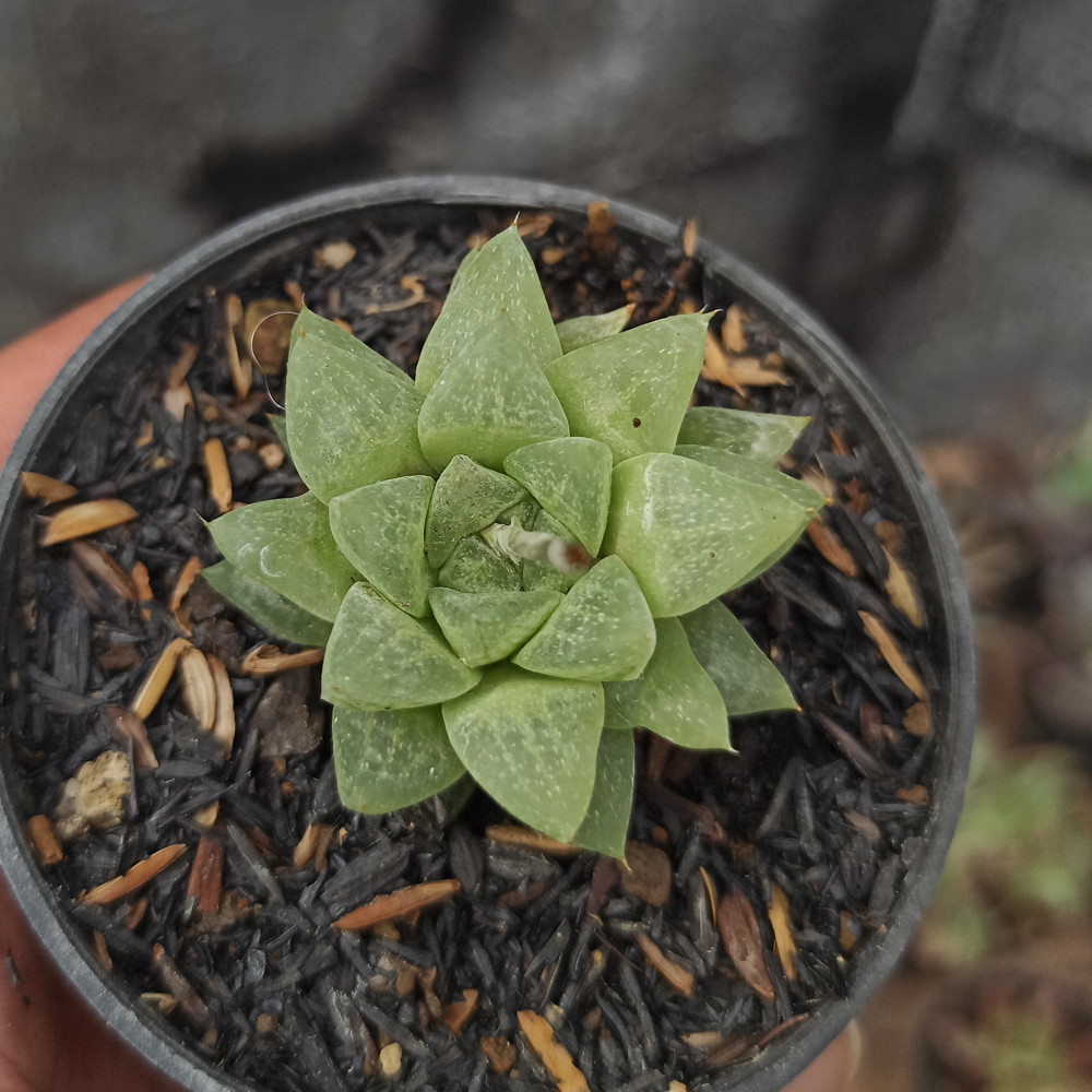 230. Haworthia Reticulata Var. Hurlingii - Image 3