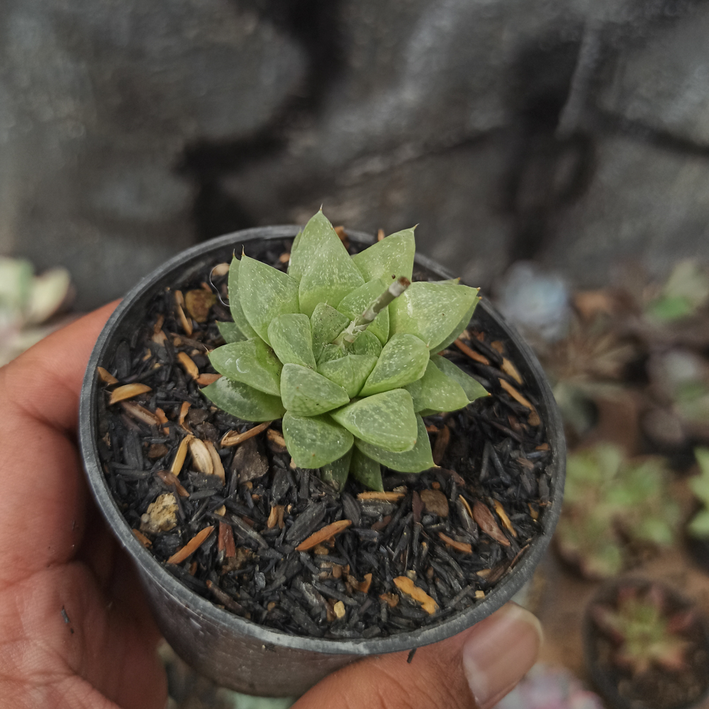 230. Haworthia Reticulata Var. Hurlingii - Image 4