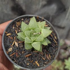 Alternative view of 230. Haworthia Reticulata Var. Hurlingii