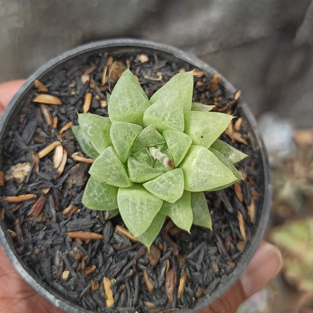 230. Haworthia Reticulata Var. Hurlingii - Image 5