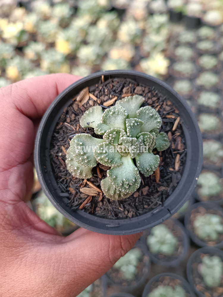 233. Titanopsis Calcarea - Image 4