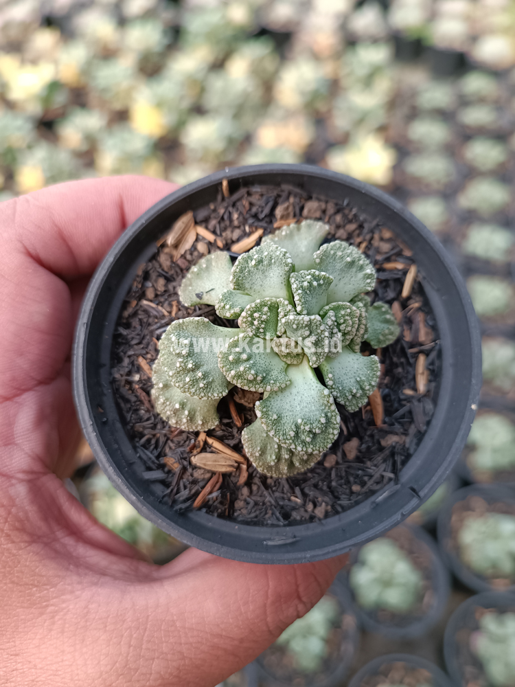 233. Titanopsis Calcarea - Image 5