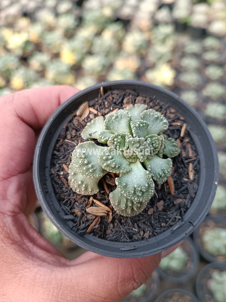 233. Titanopsis Calcarea - Image 6