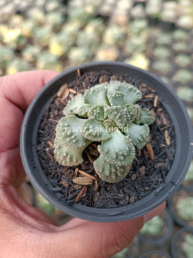 233. Titanopsis Calcarea - Image 7
