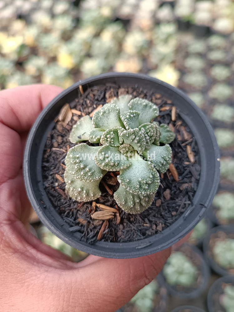 233. Titanopsis Calcarea - Image 8