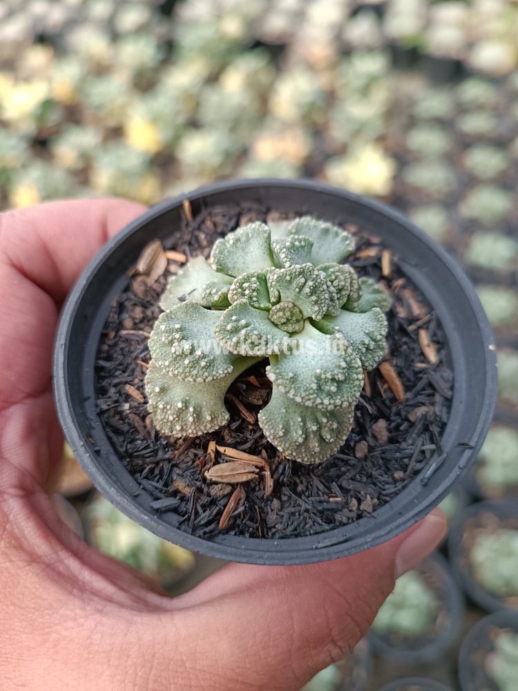 233. Titanopsis Calcarea - Image 9