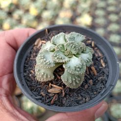 Alternative view of 233. Titanopsis Calcarea