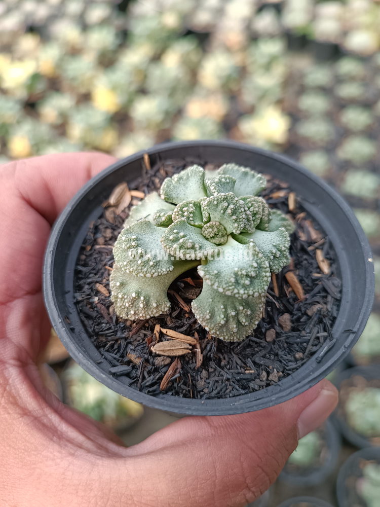 233. Titanopsis Calcarea - Image 2