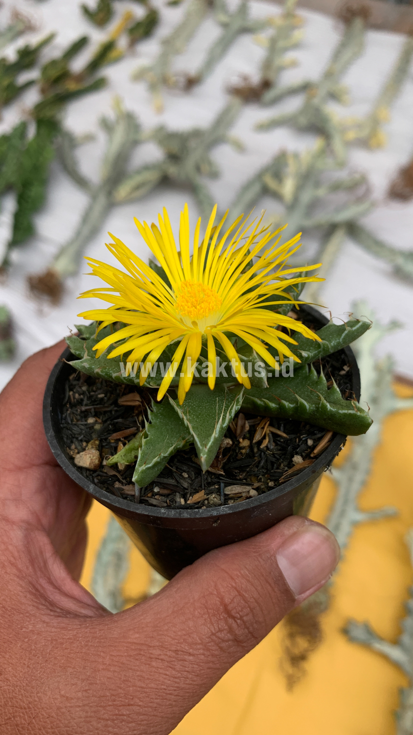 234. Faucaria Tigrina - Image 13