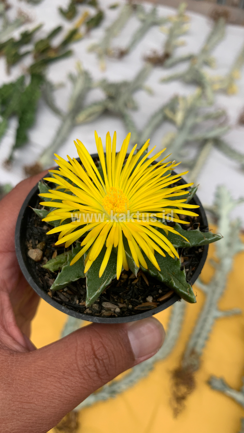 234. Faucaria Tigrina - Image 12