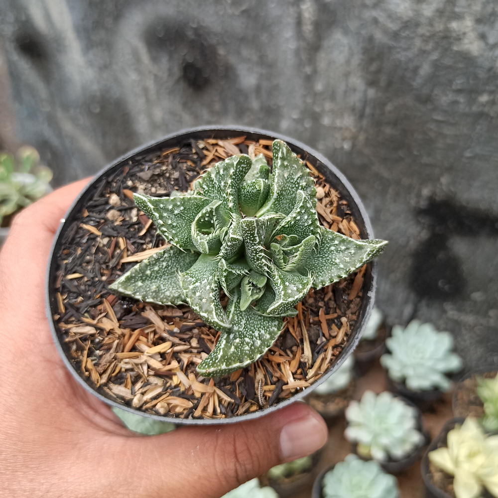 234. Faucaria Tigrina - Image 6