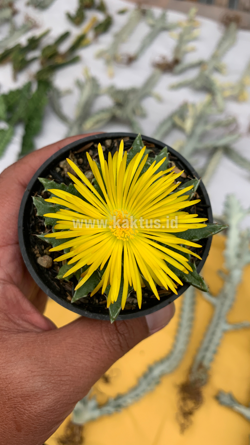 234. Faucaria Tigrina - Image 11