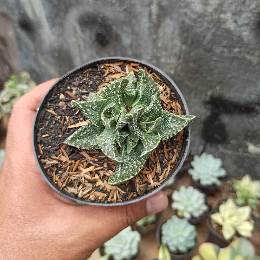 234. Faucaria Tigrina - Image 5