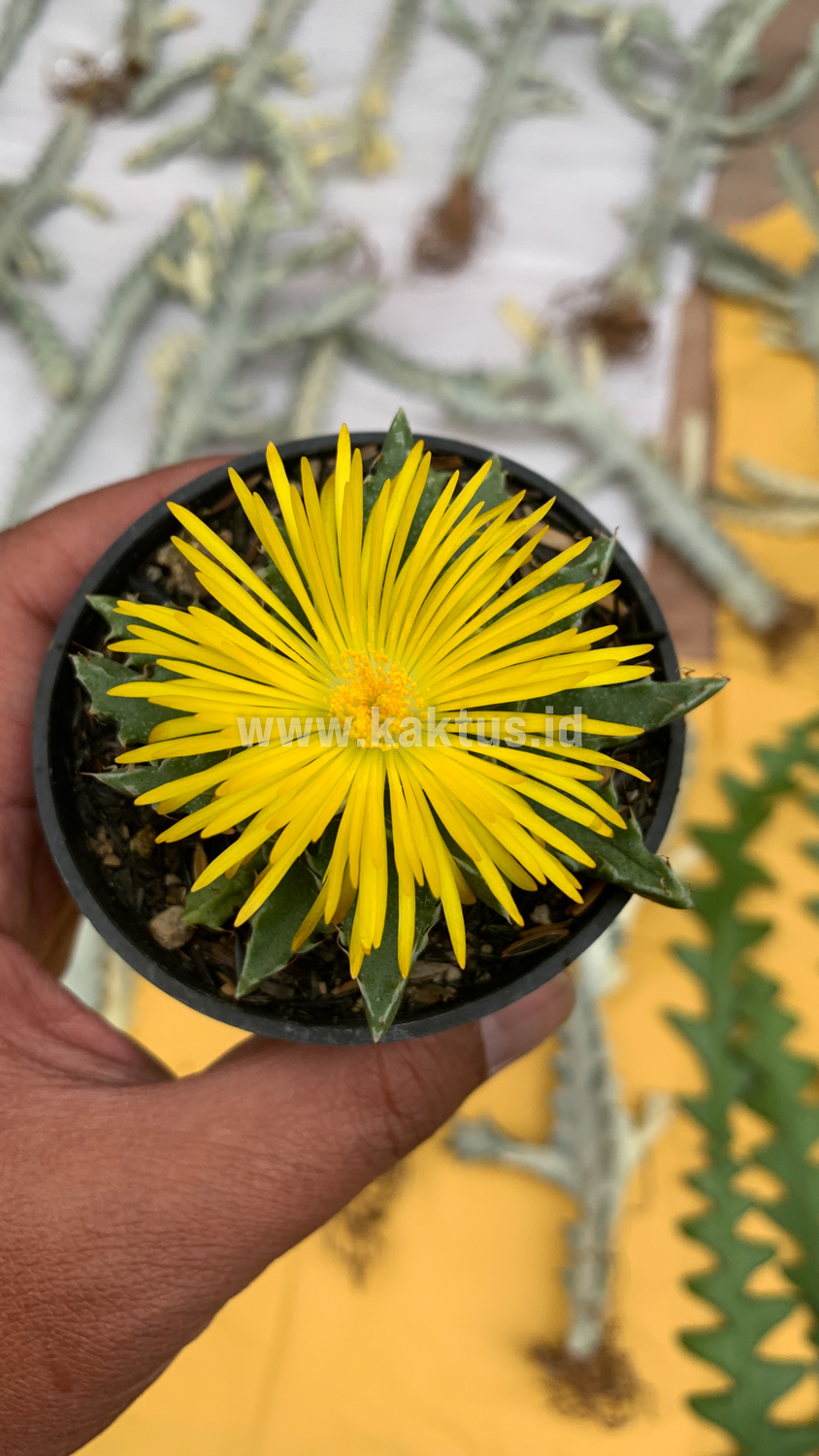 234. Faucaria Tigrina - Image 10