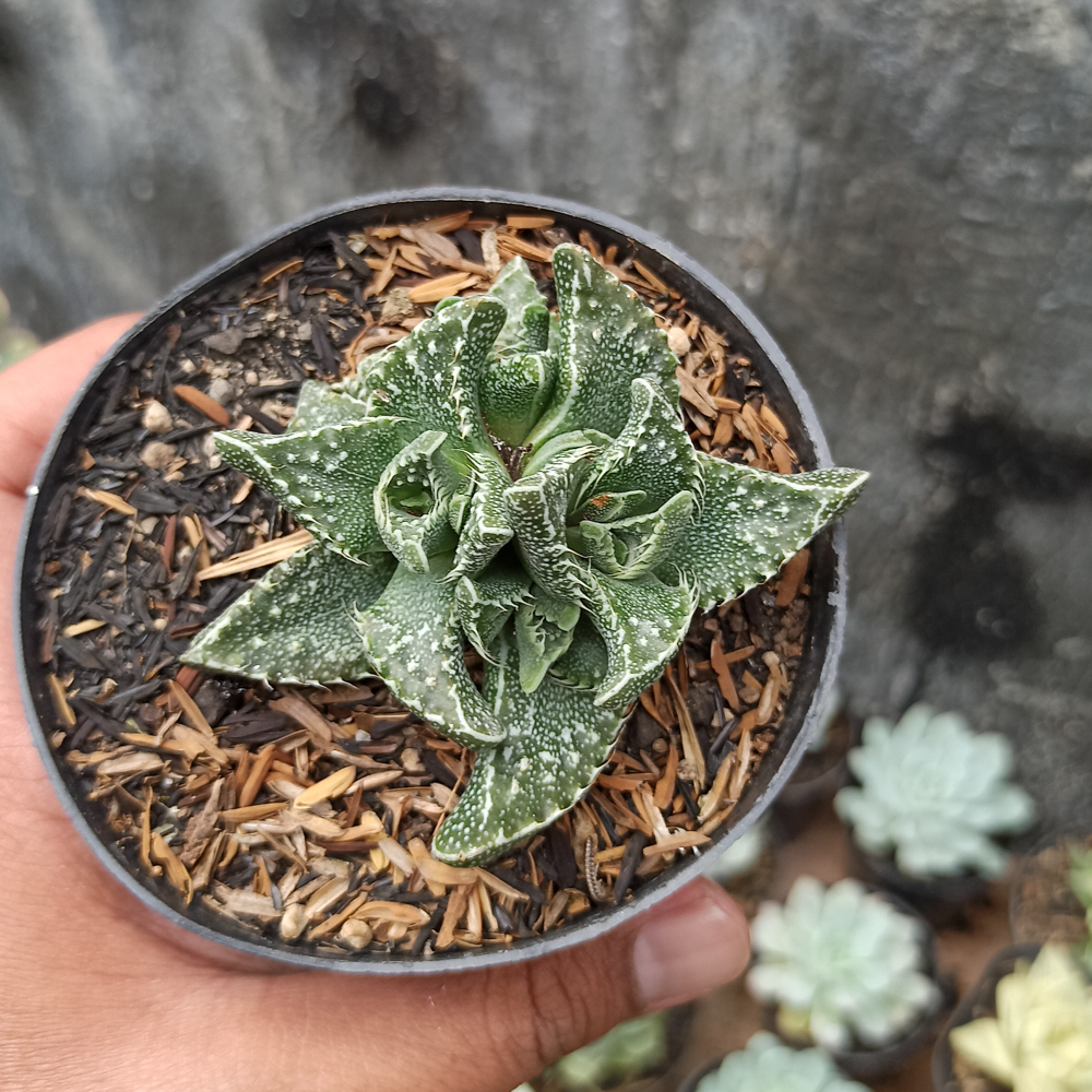 234. Faucaria Tigrina - Image 3