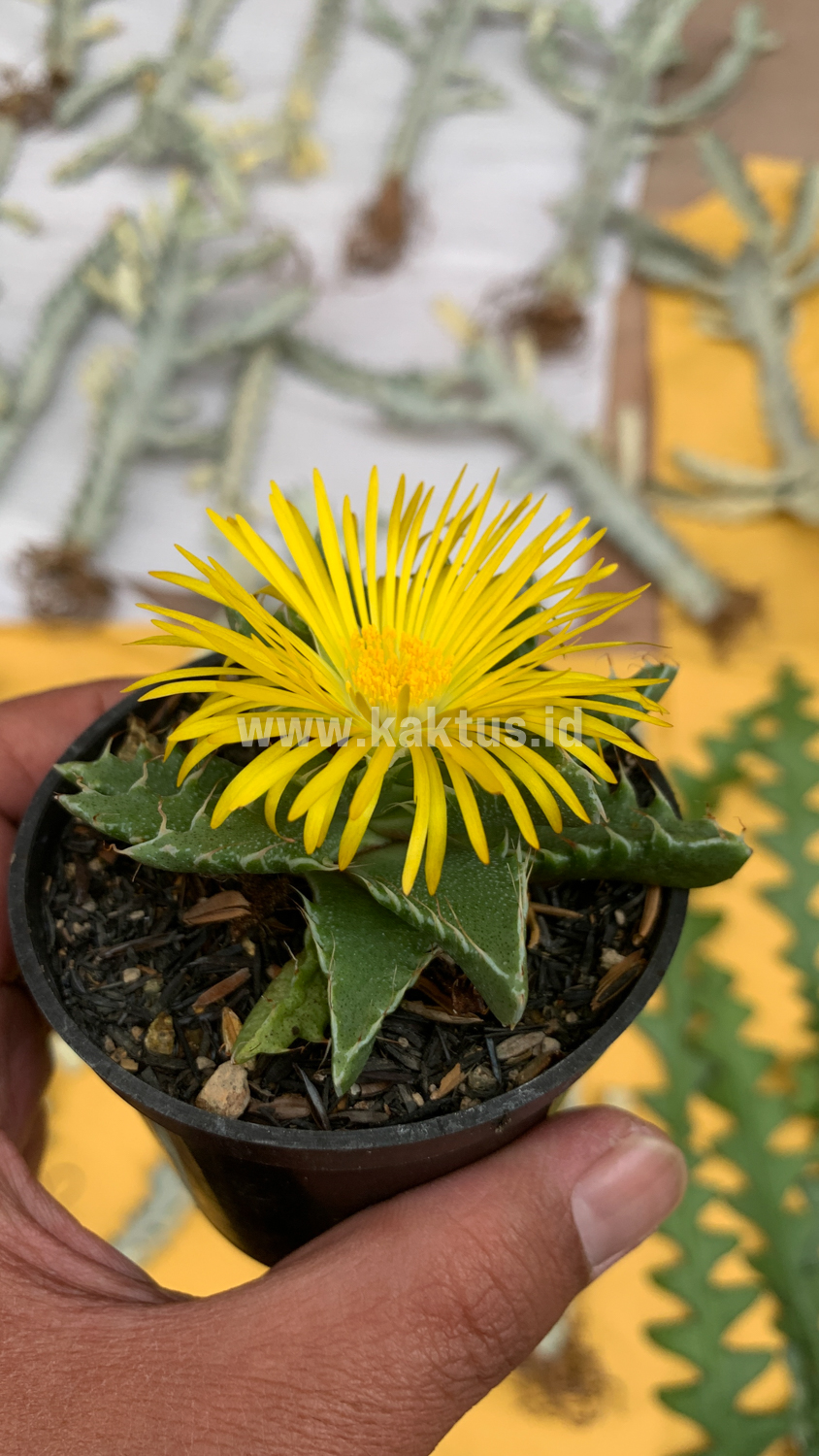234. Faucaria Tigrina - Image 9