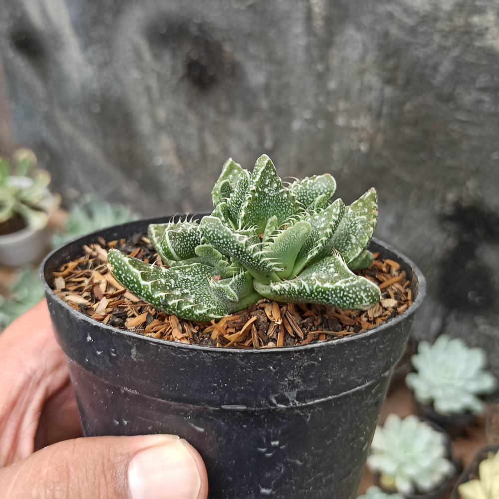 234. Faucaria Tigrina - Image 4
