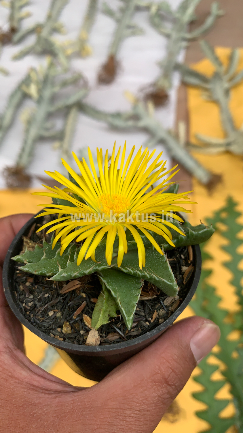 234. Faucaria Tigrina - Image 2
