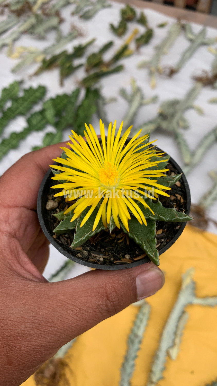 234. Faucaria Tigrina - Image 8