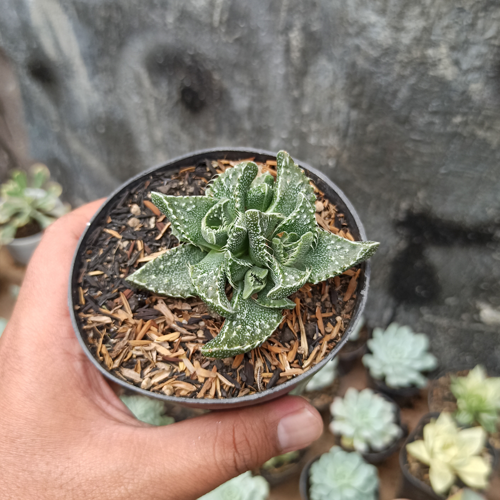 234. Faucaria Tigrina - Image 7