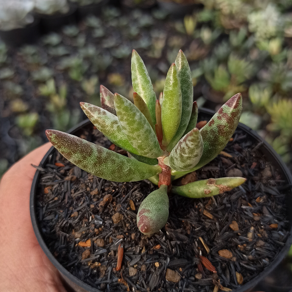 236. Adromischus Filicaulis - Image 3