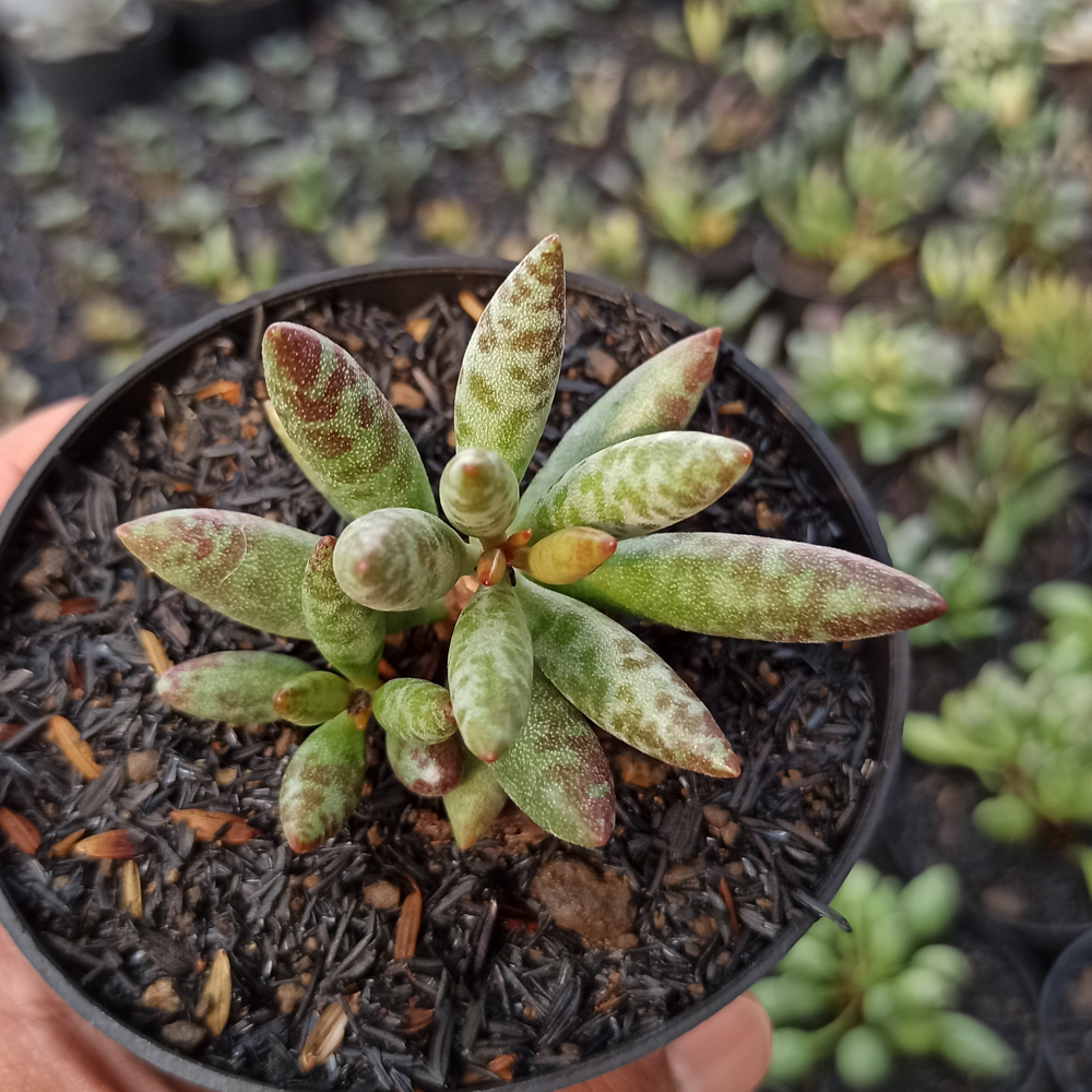 236. Adromischus Filicaulis - Image 6