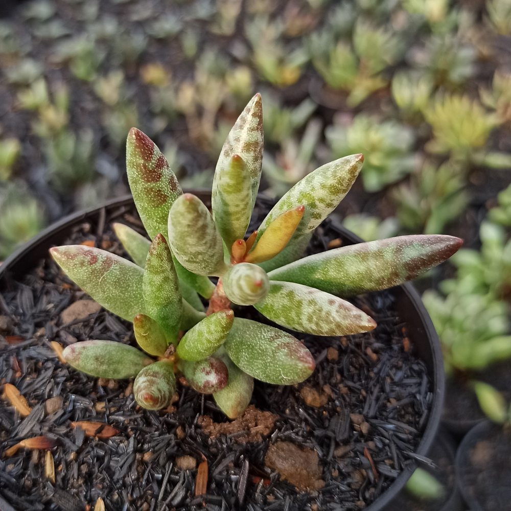 236. Adromischus Filicaulis - Image 5
