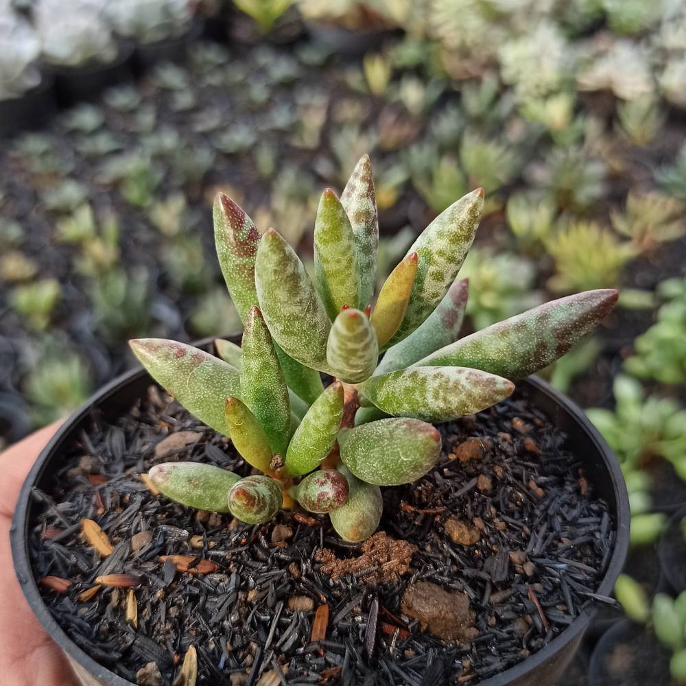 236. Adromischus Filicaulis - Image 4