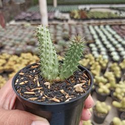 Alternative view of 237. Huernia Schneideriana 'Red Dragon'