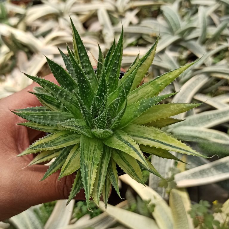 238. Aristaloe Aristata 'lace Aloe' Variegated