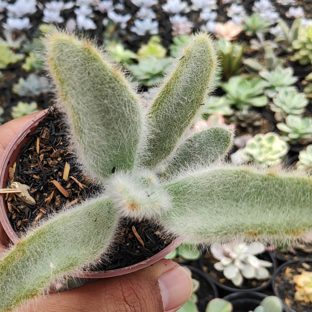 240. Kalanchoe Tomentosa Hairy - Image 2