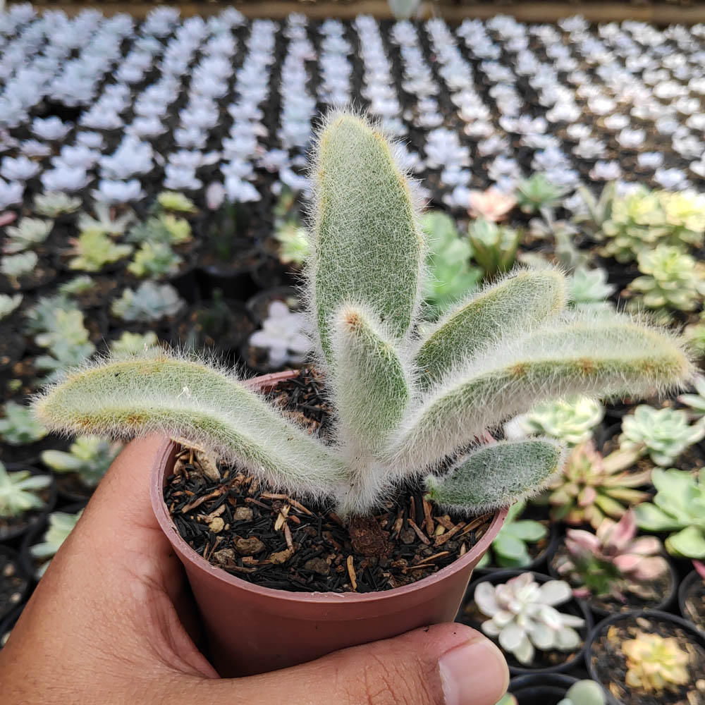 240. Kalanchoe Tomentosa Hairy - Image 3