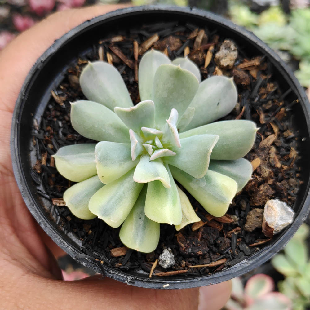 241. Echeveria Cubic Frost Variegated - Image 2