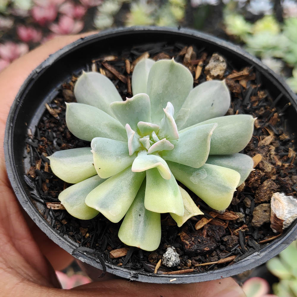 241. Echeveria Cubic Frost Variegated - Image 4