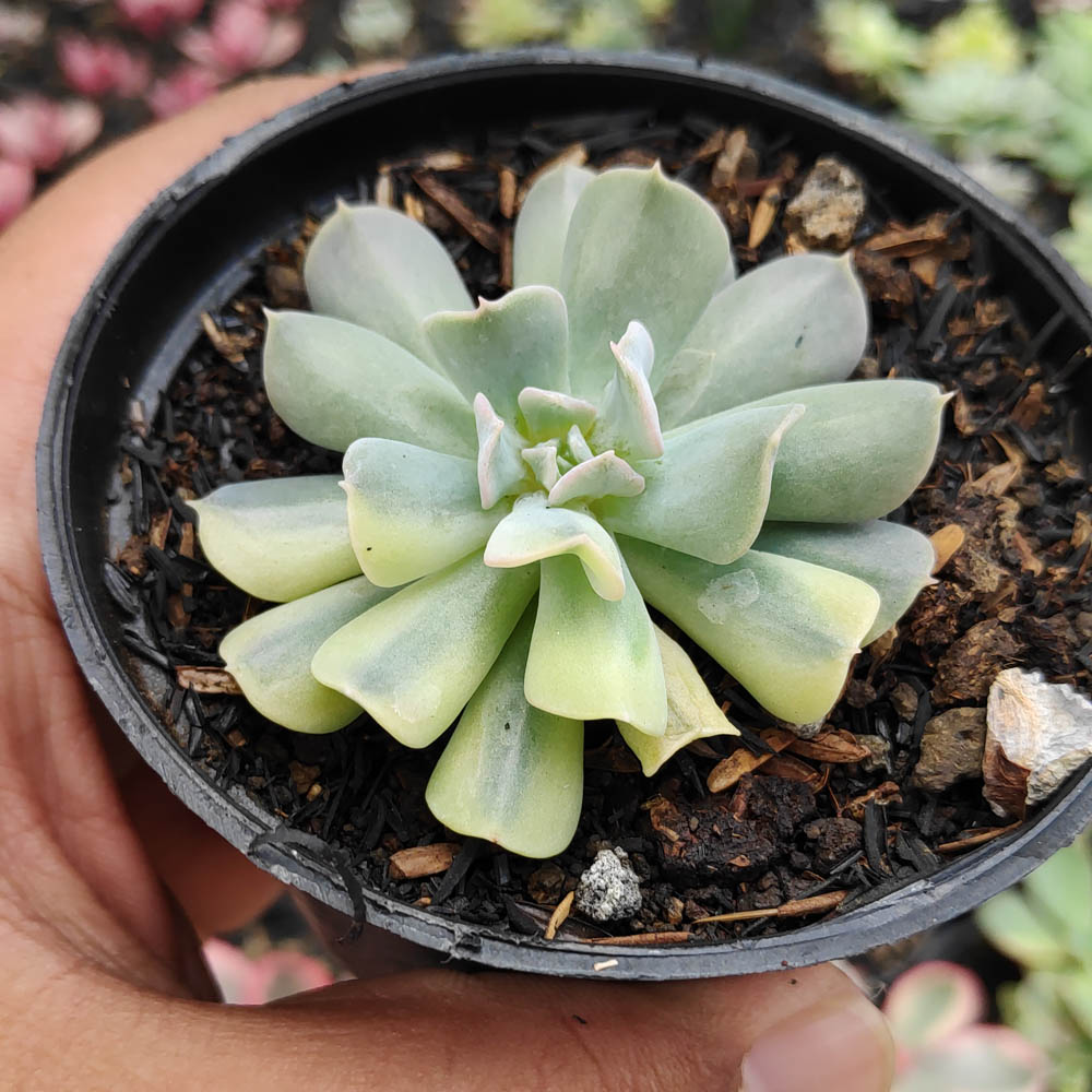 241. Echeveria Cubic Frost Variegated - Image 3